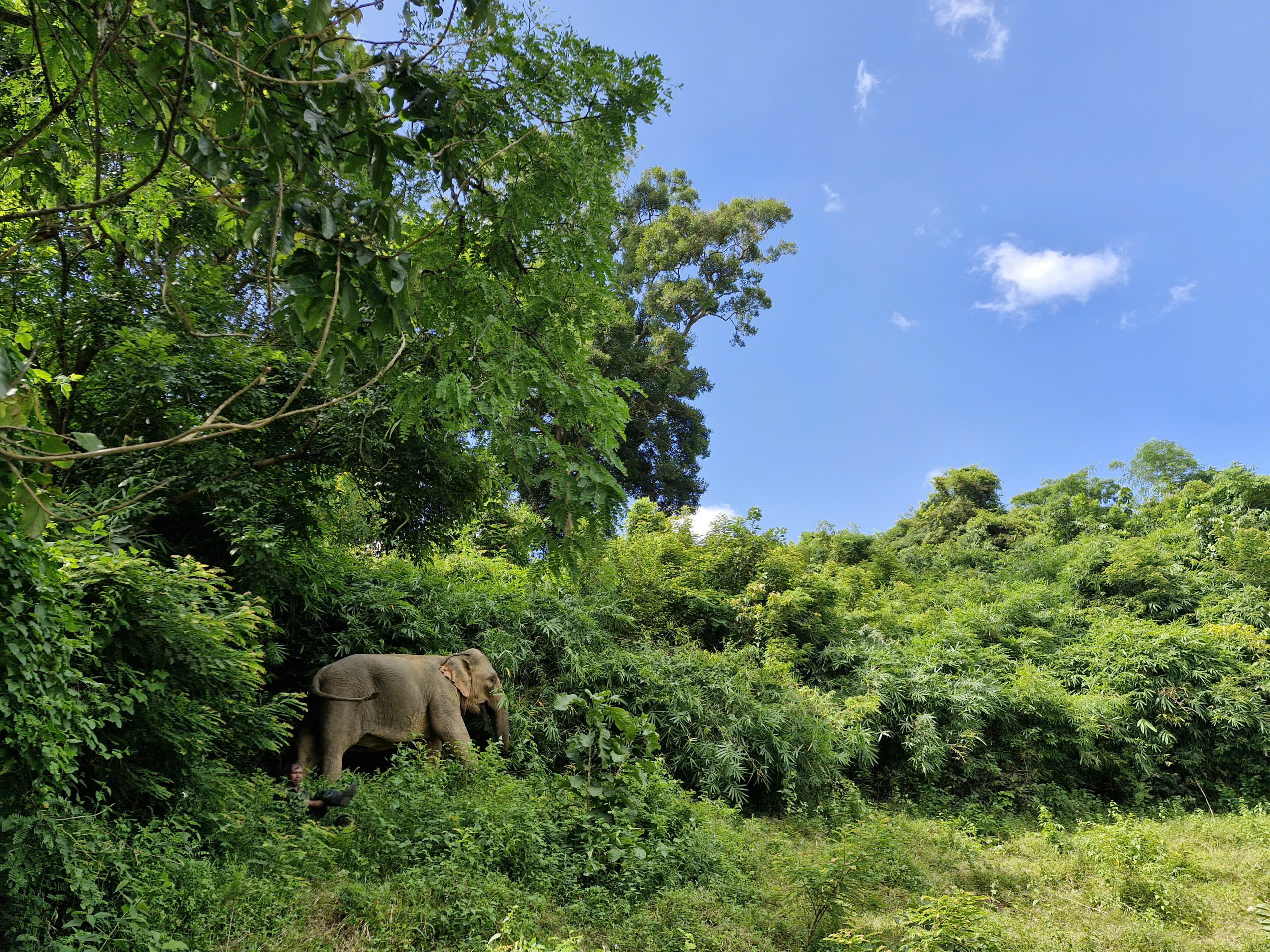Du lịch thân thiện với voi ở Lắk: Hướng đi mới trong bảo tồn voi