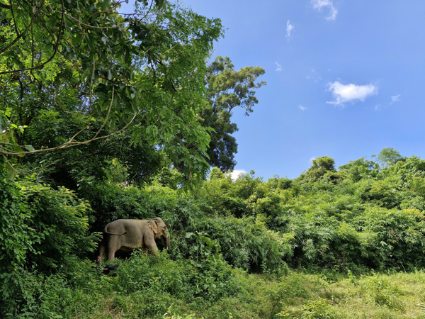 Du lịch thân thiện với voi ở Lắk: Hướng đi mới trong bảo tồn voi